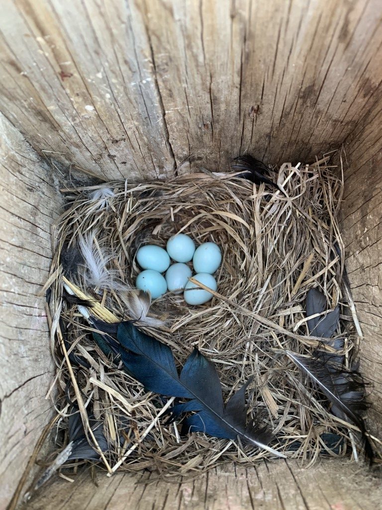 mountain bluebird nest