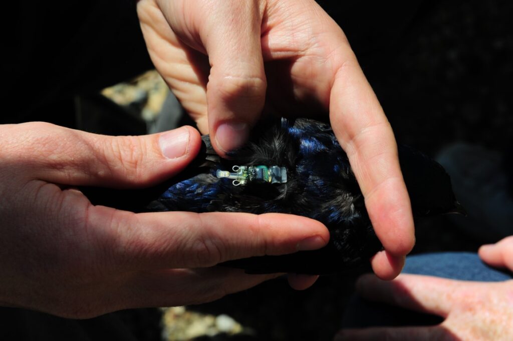 Purple Martin Conservation