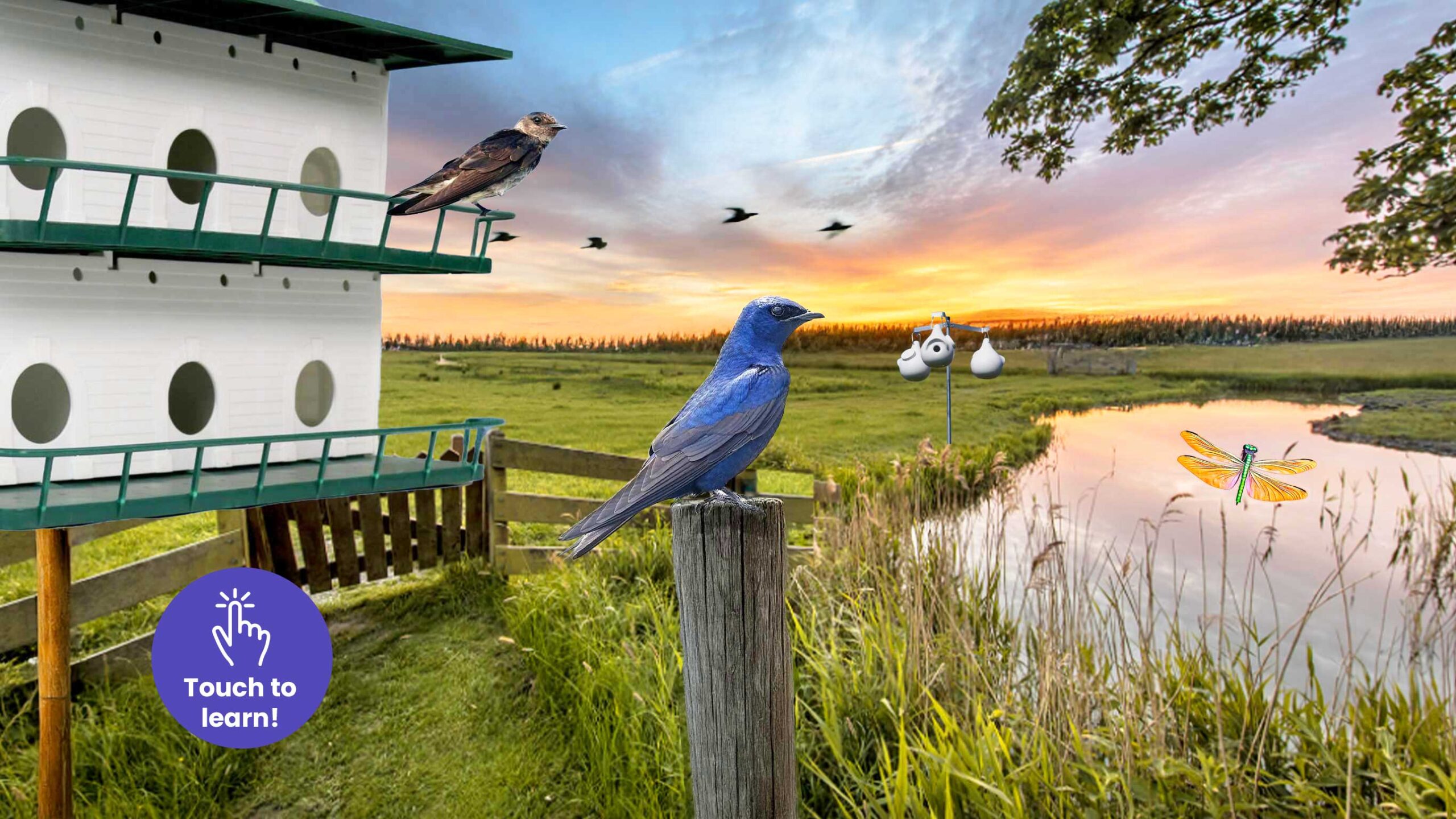 Purple Martins Display