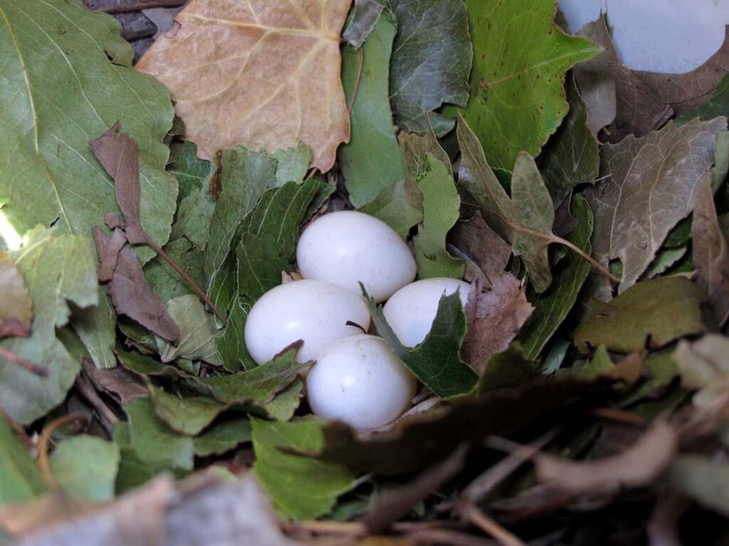 Purple Martin Nest