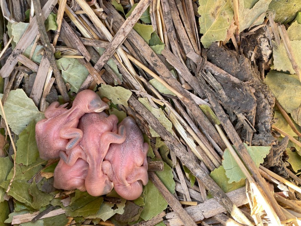 Purple martin Netslings
