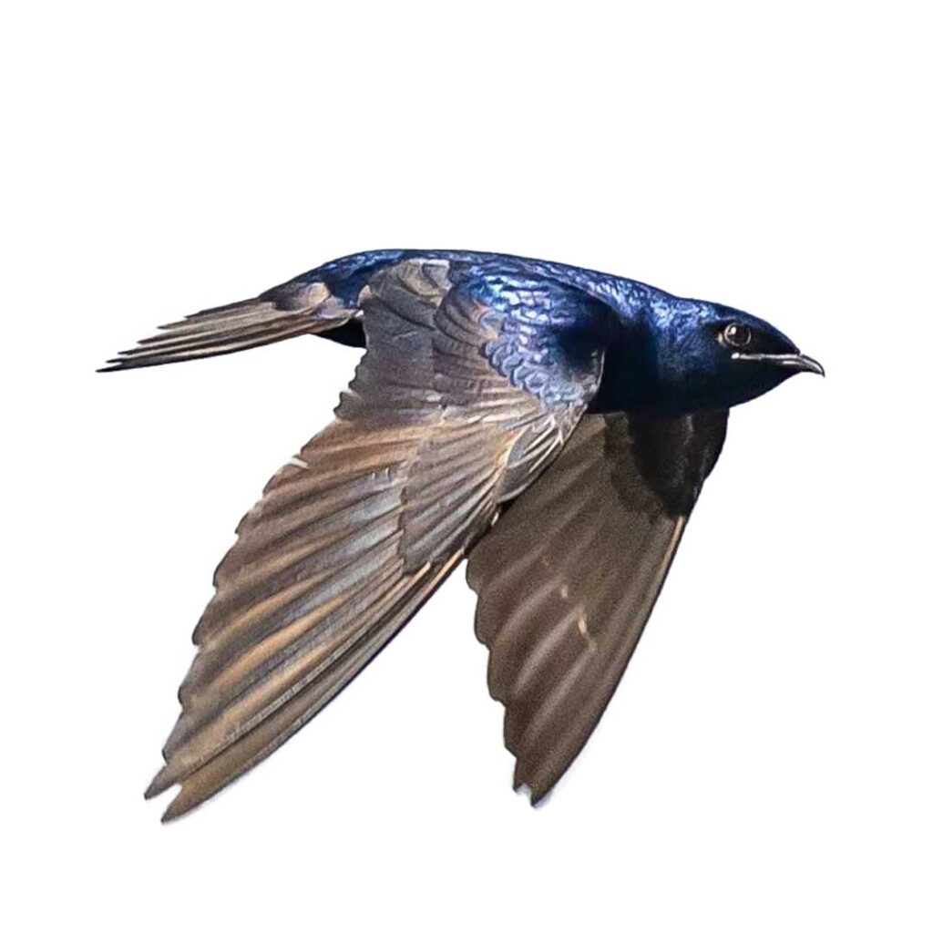 Flying Purple Martin